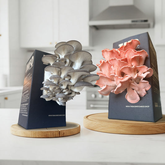 Protein Packed - Pink Oyster Mushroom Box