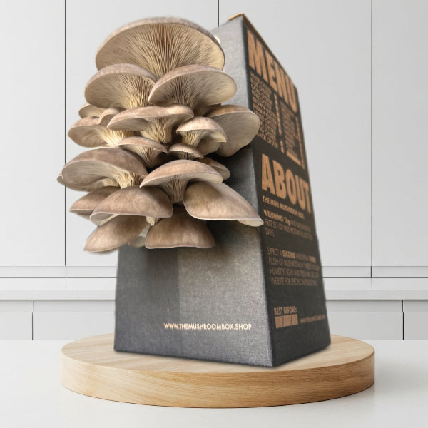 Immune Booster - Black Pearl Oyster Mushroom Box