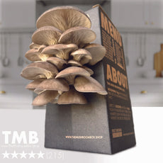 Black Pearl Oyster Mushroom Box