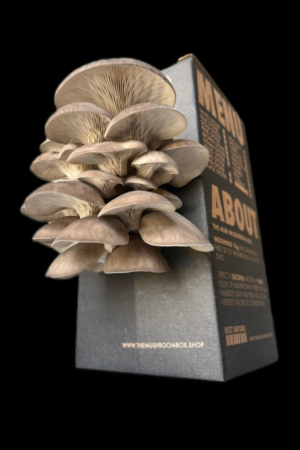 Black Pearl Oyster Mushroom Box - 6 Pack