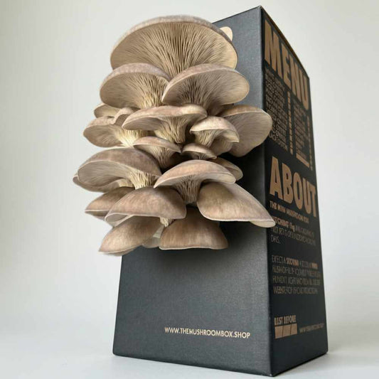 Black Pearl Oyster Mushroom Box