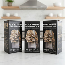 Black Pearl Oyster Mushroom Box