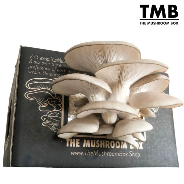 Mega Mushroom Box