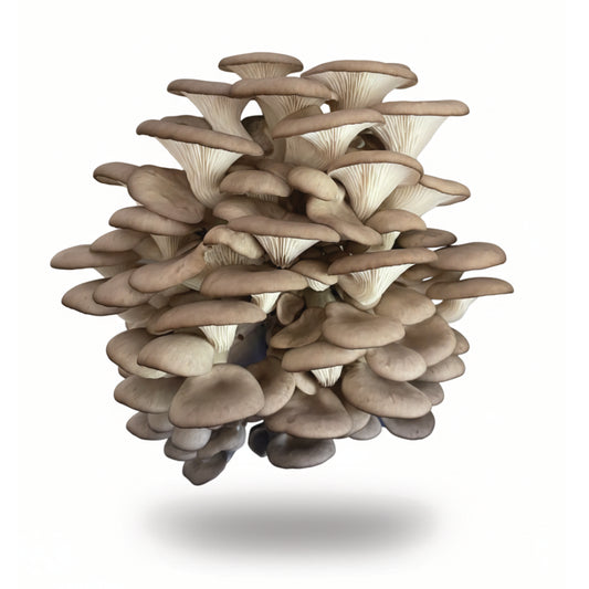 Black Oyster Mushroom Grow Stick (500g Fresh)