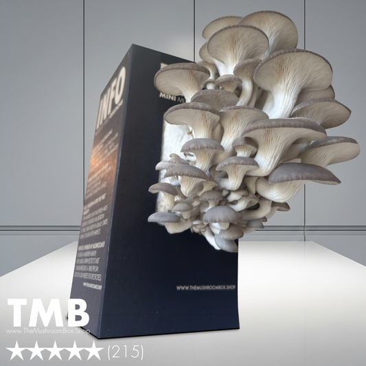Farmers Favourite - Blue Oyster Mushroom Box