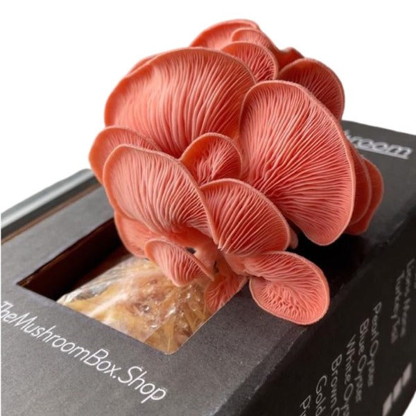 Mini Mushroom Box