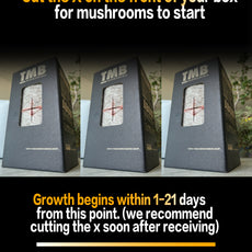 Seasonal 6 Pack | Buy 3 Get 3 Free | Random Mix