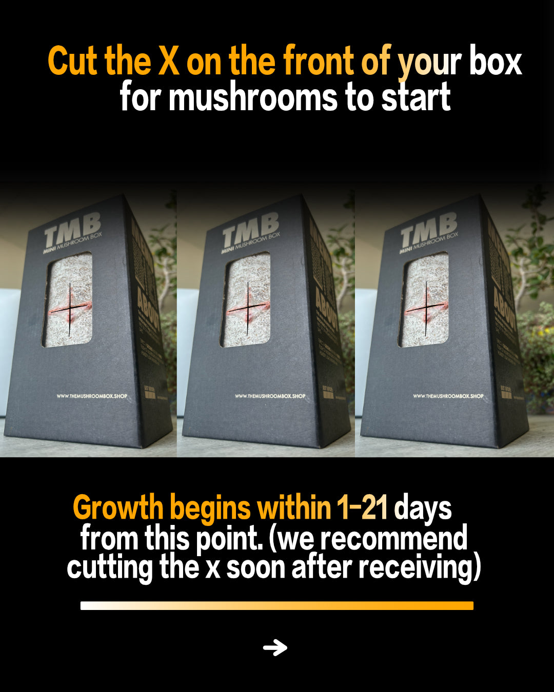 Seasonal 6 Pack | Buy 3 Get 3 Free | Random Mix