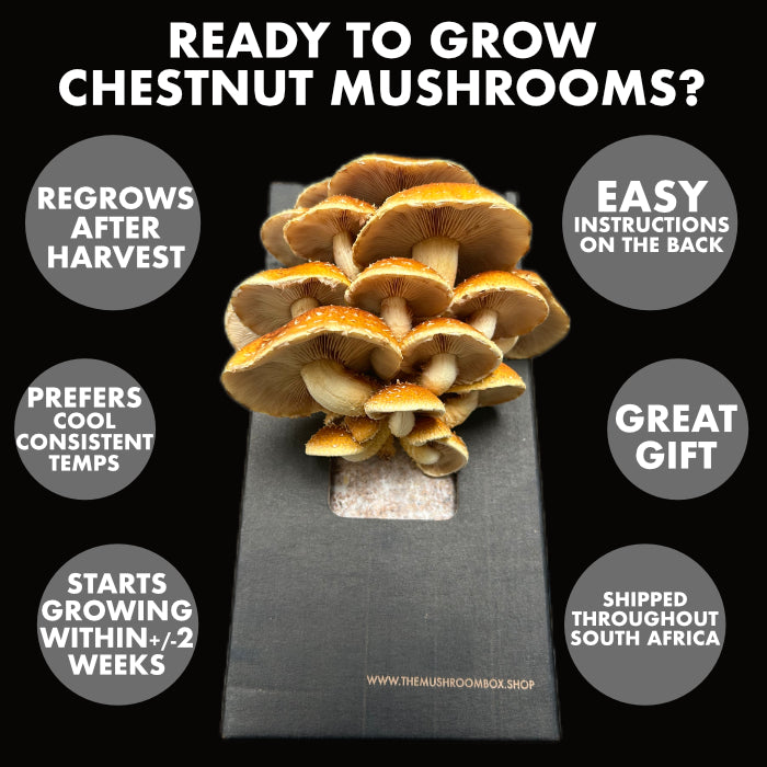 Chestnut Mushroom Box