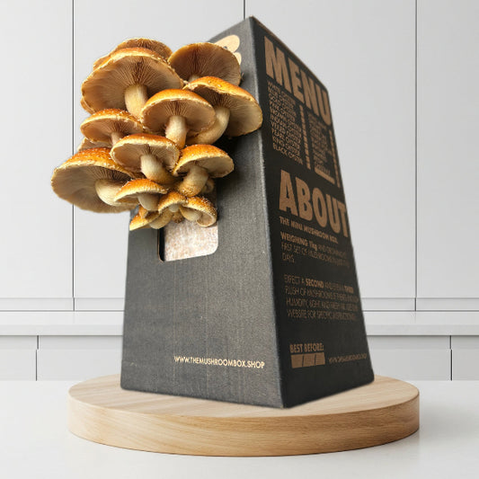 Gourmet - Chestnut Mushroom Box