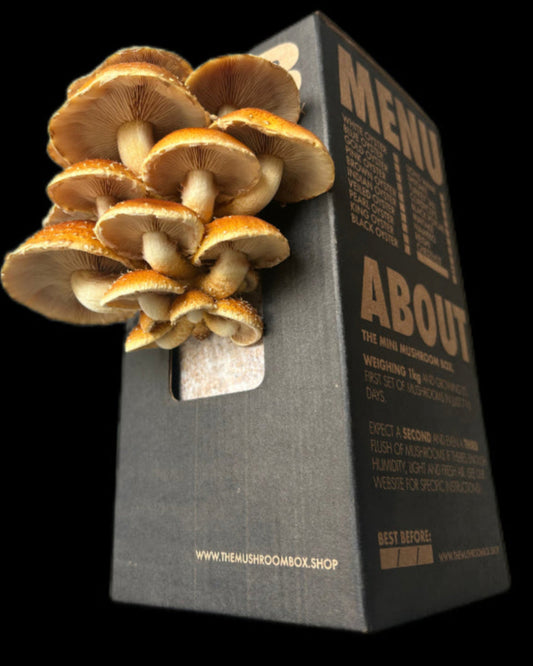 Chestnut Mushroom Box