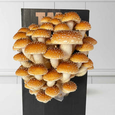 6 Month Subscription | Save 50% | 6 different mushroom boxes monthly