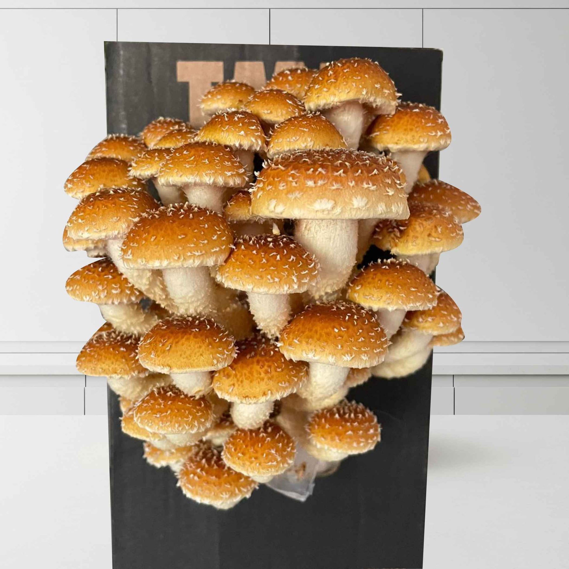 6 Month Subscription | Save 50% | 6 different mushroom boxes monthly