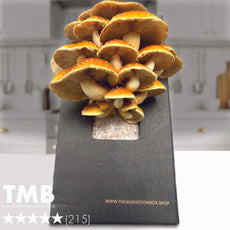 Gourmet - Chestnut Mushroom Box