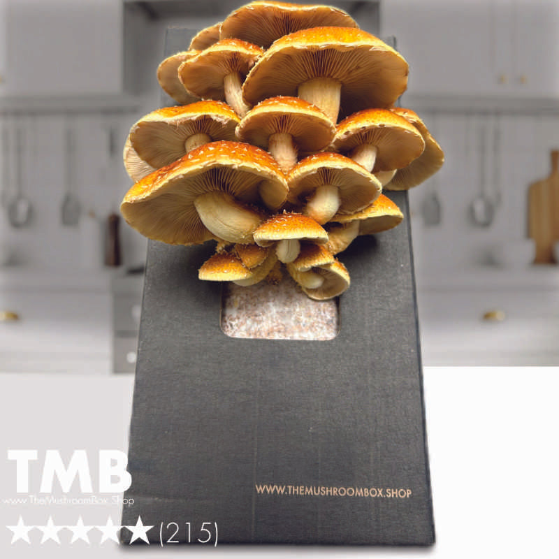 Gourmet - Chestnut Mushroom Box