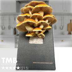 Gourmet - Chestnut Mushroom Box