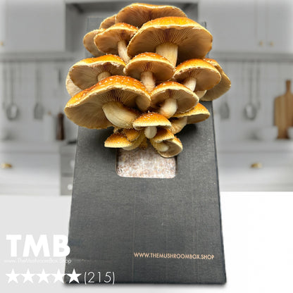 Gourmet - Chestnut Mushroom Box [Pre order]