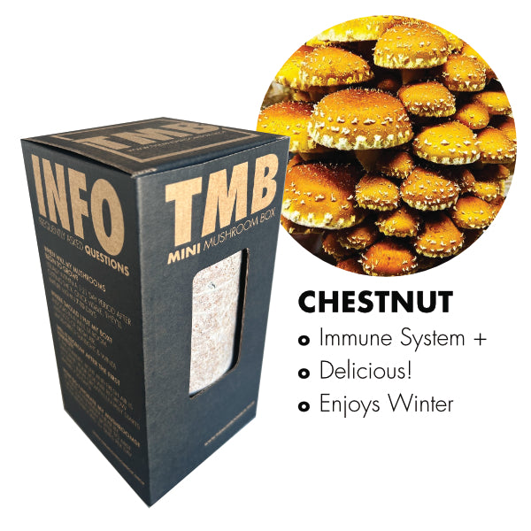 Chestnut Mushroom Box