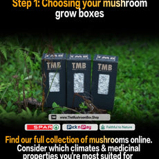 Seasonal 6 Pack | Buy 3 Get 3 Free | Random Mix