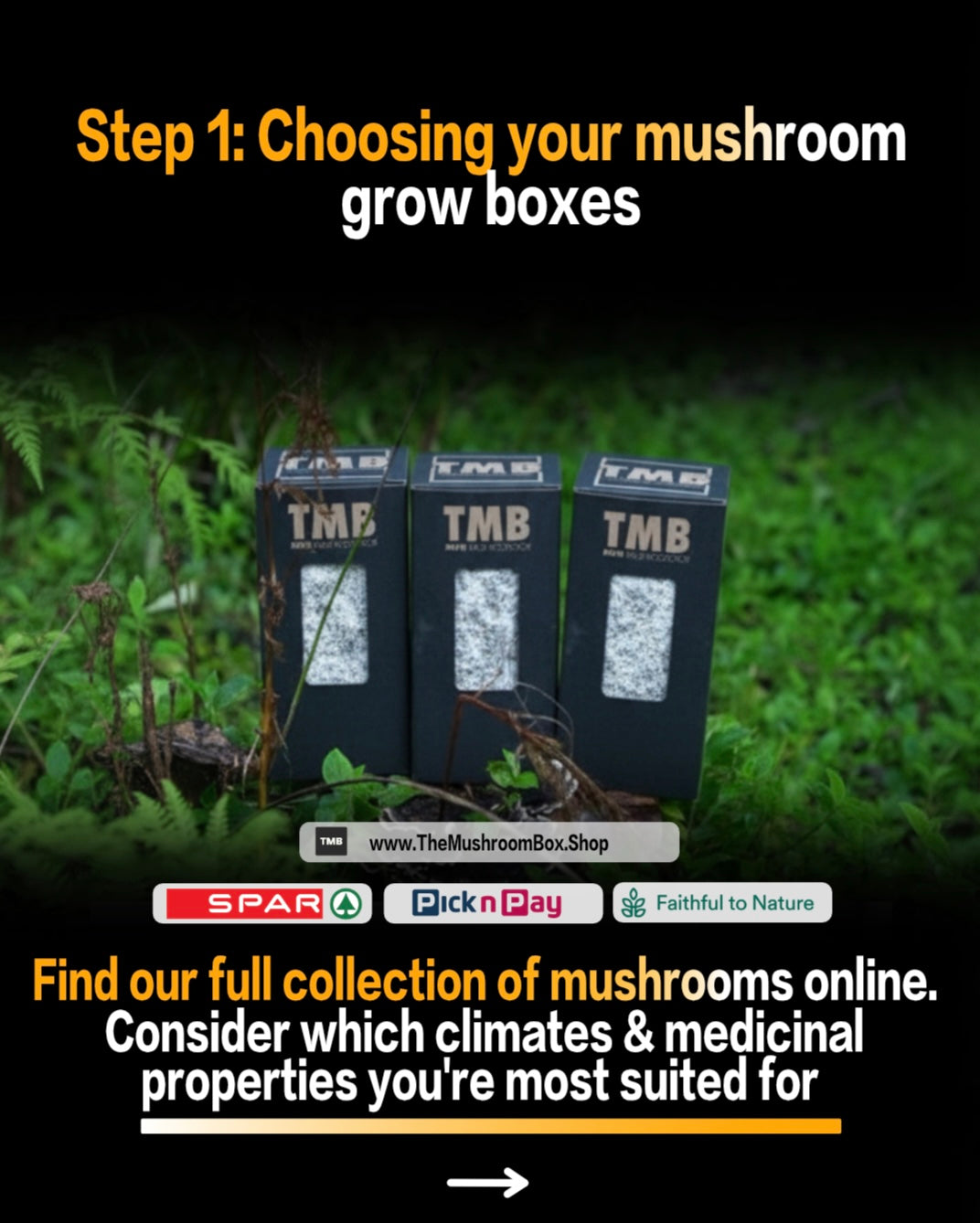 Seasonal 6 Pack | Buy 3 Get 3 Free | Random Mix