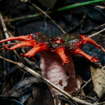 Ticket | Mushroom Movement | Foraging Workshop