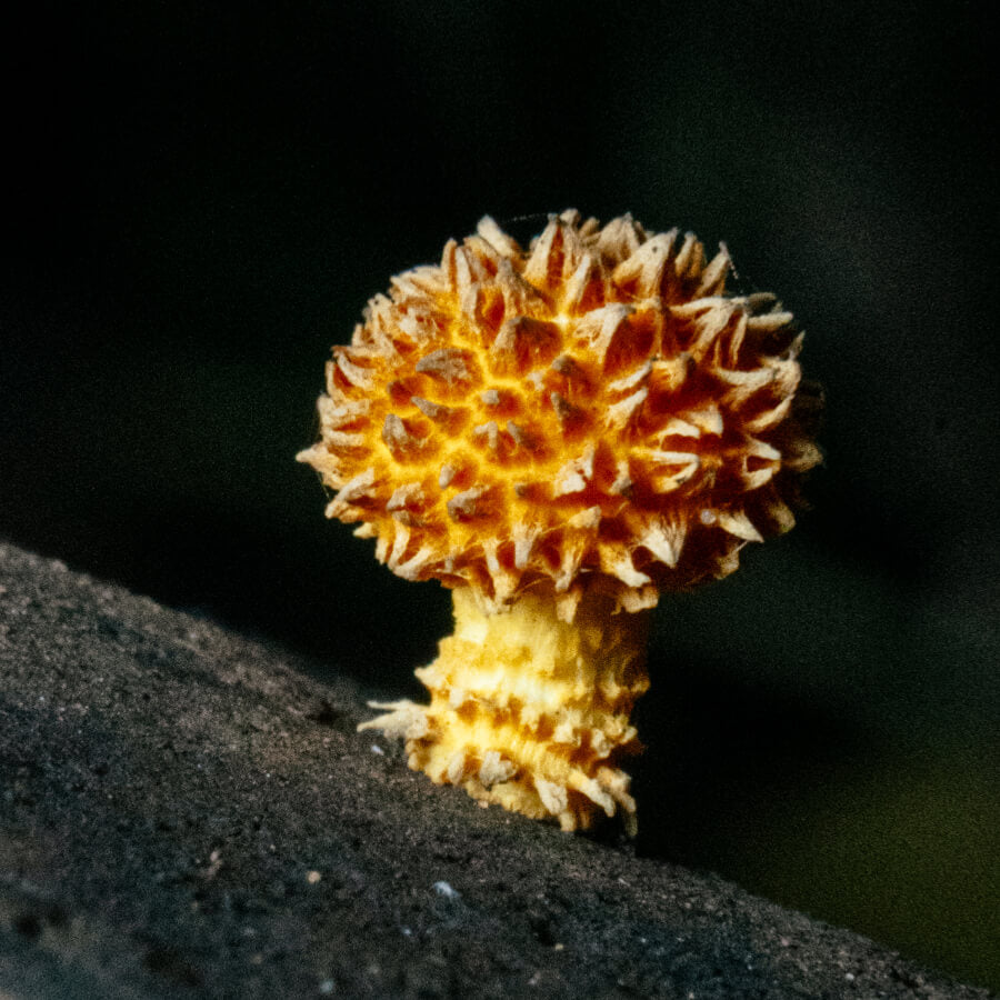 Ticket | Mushroom Movement | Foraging Workshop