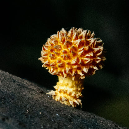 Ticket | Mushroom Movement | Foraging Workshop