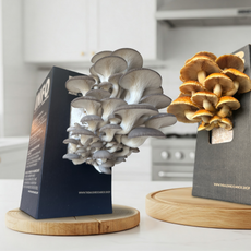 Farmers Favourite - Blue Oyster Mushroom Box [Pre order]