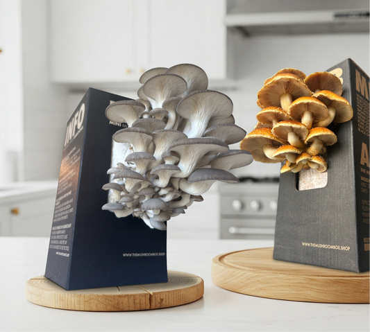 Farmers Favourite - Blue Oyster Mushroom Box [Pre order]