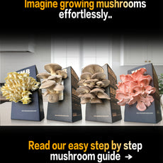 Seasonal 6 Pack | Buy 3 Get 3 Free | Random Mix