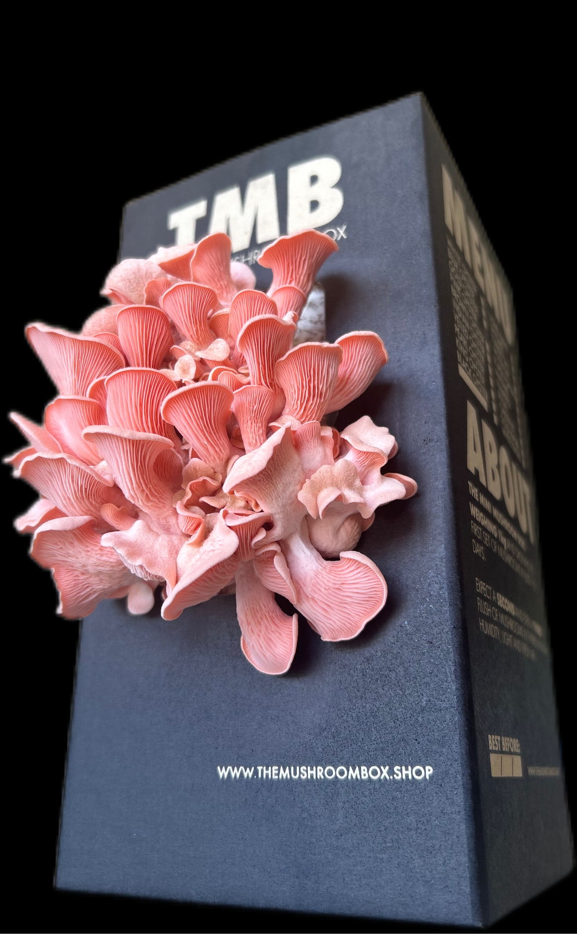 Pink Oyster Mushroom Box