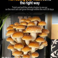 Seasonal 6 Pack | Buy 3 Get 3 Free | Random Mix