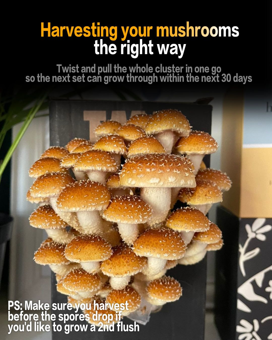 Seasonal 6 Pack | Buy 3 Get 3 Free | Random Mix