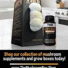 Seasonal 6 Pack | Buy 3 Get 3 Free | Random Mix