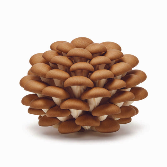 Brown Oyster Mushroom Grow Stick