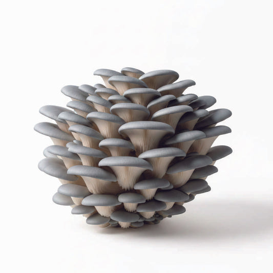 Blue/Grey Oyster Mushroom  Grow Stick