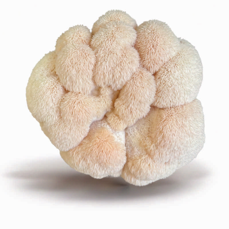 Smart Choice - Lion's Mane Mushroom Box