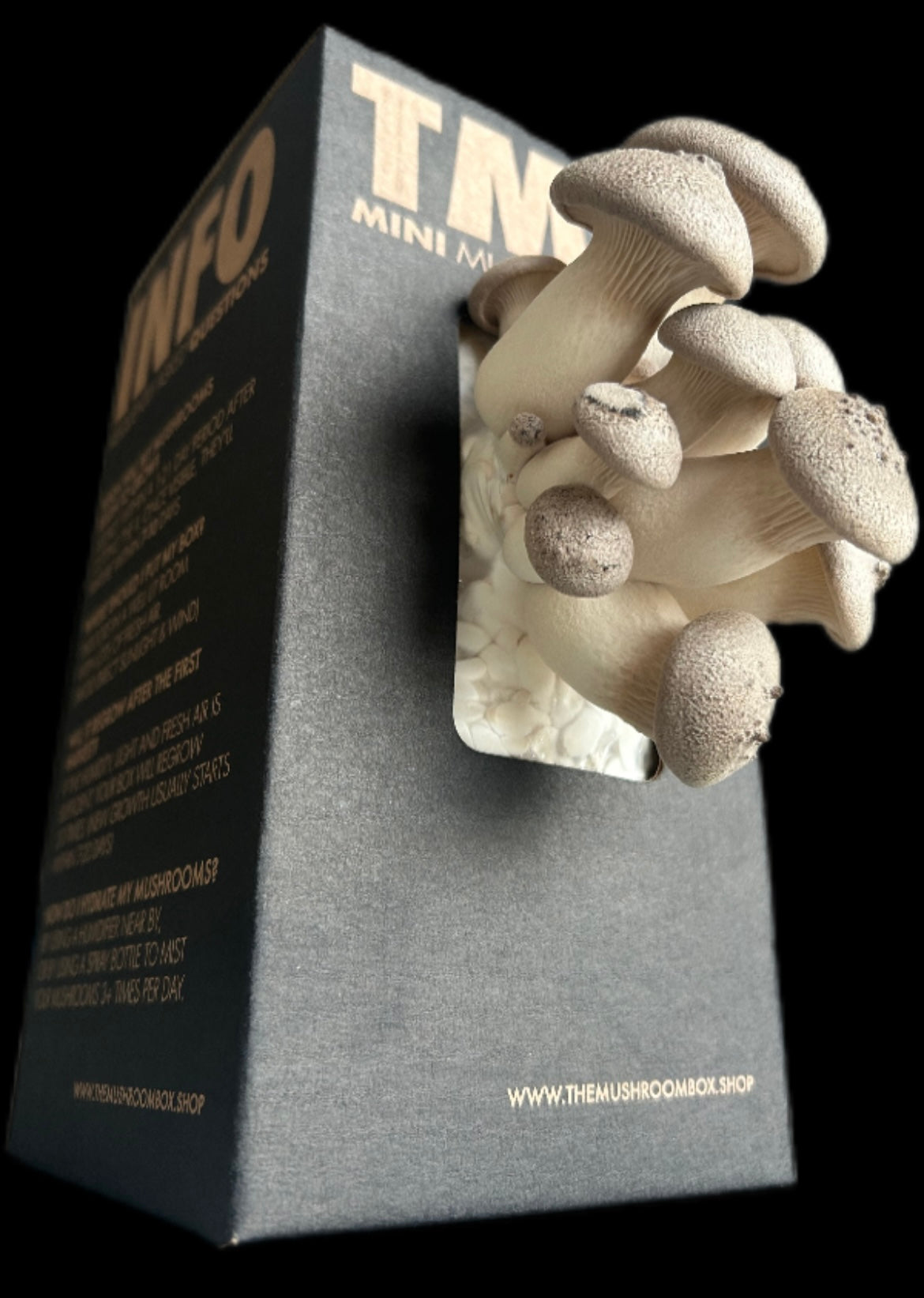 King Oyster Mushroom Box