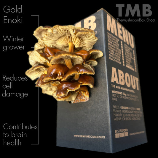 Golden Enoki Mushroom Box