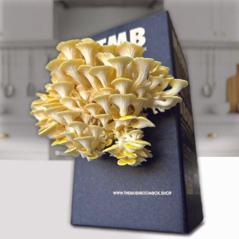 Longevity - Golden Oyster Mushroom Box