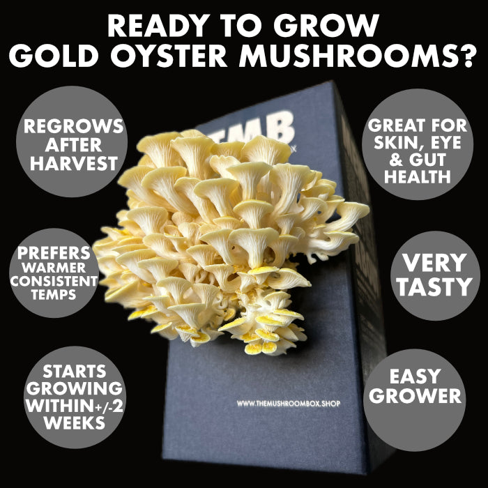 Golden Oyster Mushroom Box