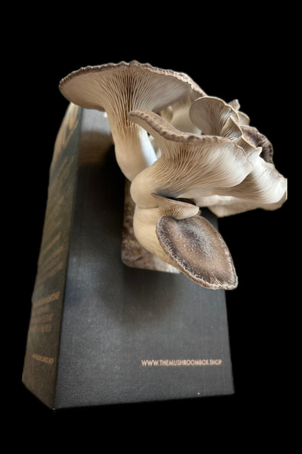 Pearl Oyster Mushroom Box