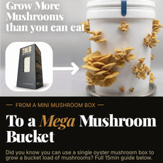 Longevity - Golden Oyster Mushroom Box