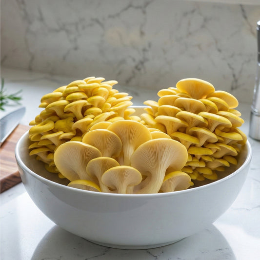 Longevity - Golden Oyster Mushroom Box