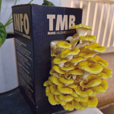 Longevity - Golden Oyster Mushroom Box