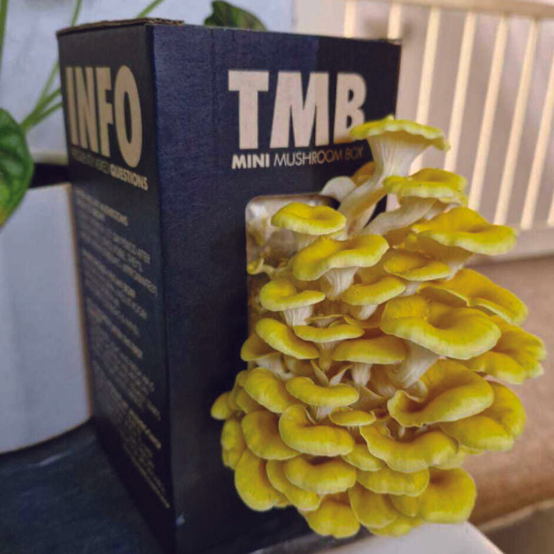 Longevity - Golden Oyster Mushroom Box