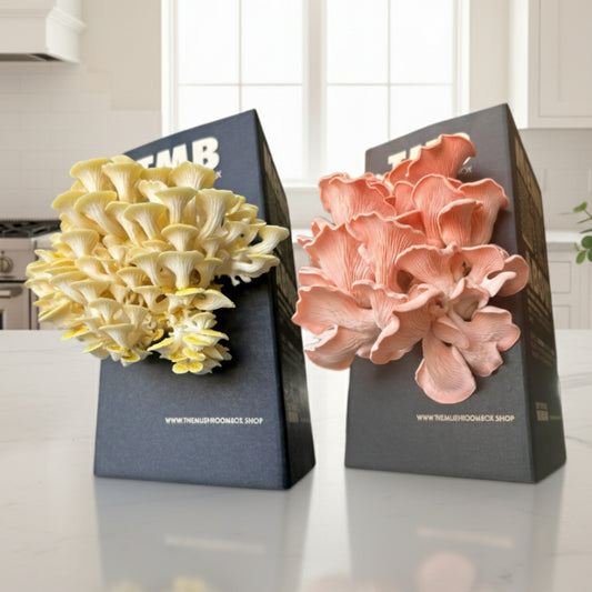 4 pack | 2 Gold + 2 Pink Oyster | 30% off