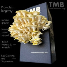 Longevity - Golden Oyster Mushroom Box [Pre order]