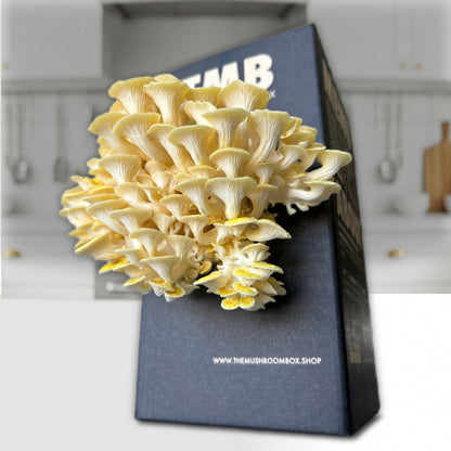 Longevity - Golden Oyster Mushroom Box