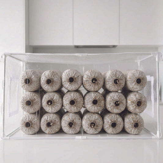 Brown Oyster Mushroom Grow Stick